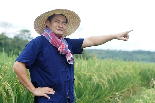 Asian man farmer wears hat, blue shirt, loincloth scarf, points finger to something at paddy field. Concept, Agriculture occupation Thai farmer. Copy space for adding text or advertisement. photo