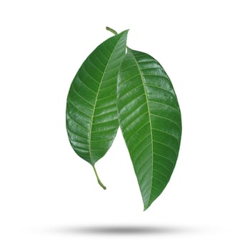 green mango leaves isolated on white background photo