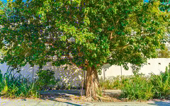 Huge beautiful Ficus maxima Fig tree Playa del Carmen Mexico. photo