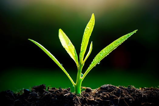 The Sapling are growing from the soil with sunlight photo