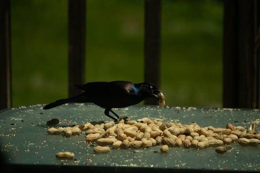 This pretty grackle bird came to the glass table for some peanuts. I love this bird's shiny feathers with blue and purple sometimes seen in the plumage. The menacing yellow eyes seem to glow. photo