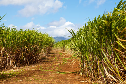 Sugarcane plantation in Sainte-Suzanne de la Reunion photo