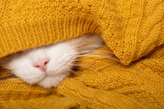 A funny cat is preparing for a cold autumn, winter. A beautiful white muzzle of a cat with a pink nose photo