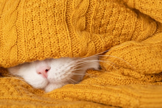 Sleepy cat is preparing for a cold autumn, winter photo