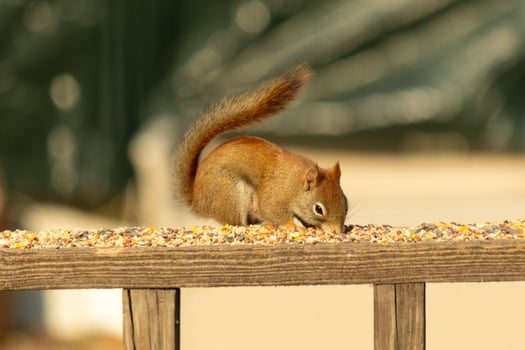 This cute little red squirrel came out to the railing of my deck. His cute little dark eyes looking satisfied. His fluffy tail out to keep him balance. This little rodent is surrounded by birdseed. photo