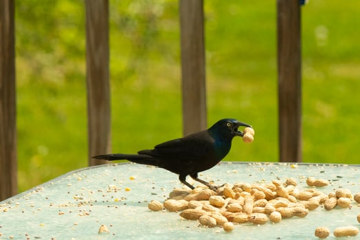 This beautiful grackle came out for a peanut. The black bird has a nut in his mouth. The yellow eye seems to glow and looks menacing. The feathers have a blue shine to them when hit by the sun. photo