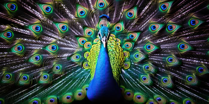A beautiful peacock showing off its beautiful feathers, AI Generative photo