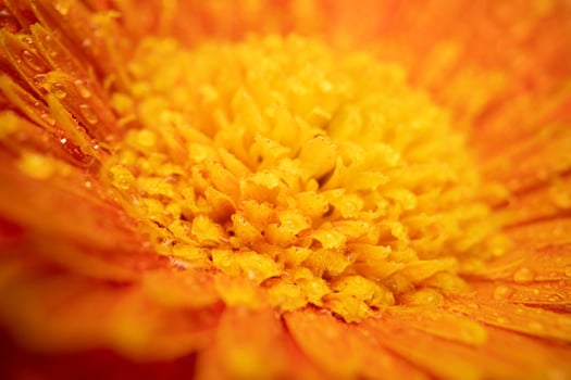 Orange Color Daisy gerbera Flower Close up photo