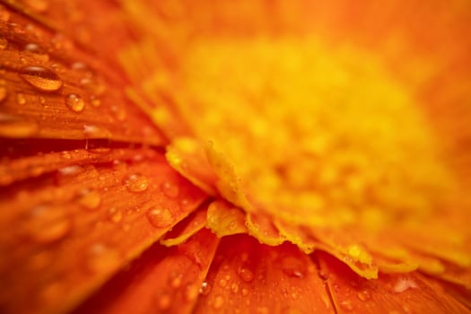 Orange Color Daisy gerbera Flower Close up photo