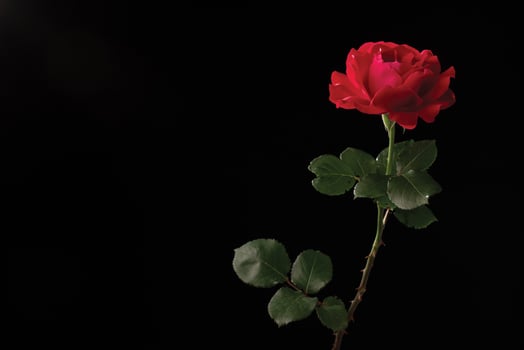 Rose flower on black background photo