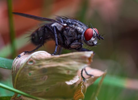 Fly insect on leaf close up photo