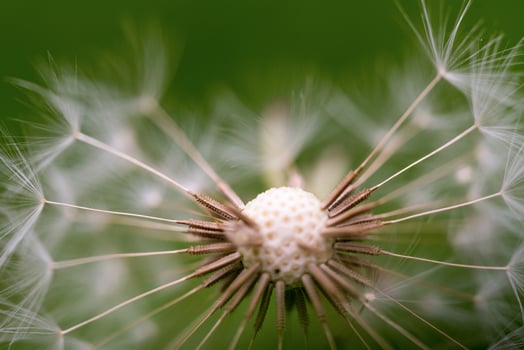 Dandelion Seed Close up photo