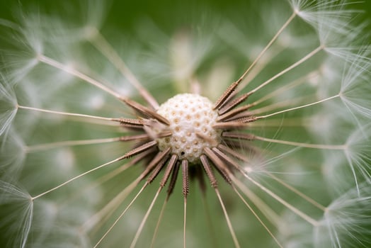 Dandelion Seed Close up photo