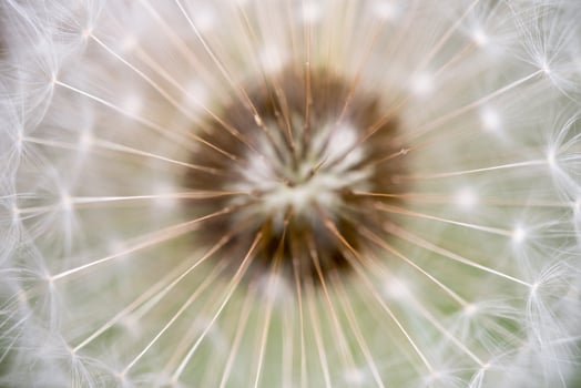 Dandelion Seed Close up photo