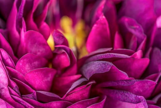 Purple rose flower petals close up photo
