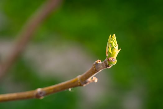 Young branch of fig photo