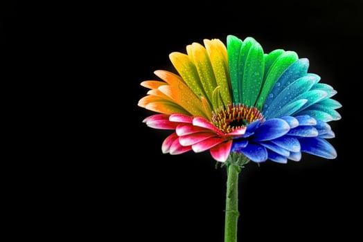 Colorful flower on black background photo
