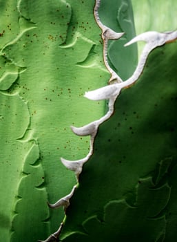 Succulent plant close-up, fresh leaves detail of Agave titanota Gentry photo