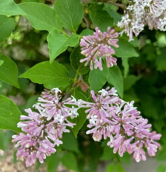 Lilacs in full bloom photo