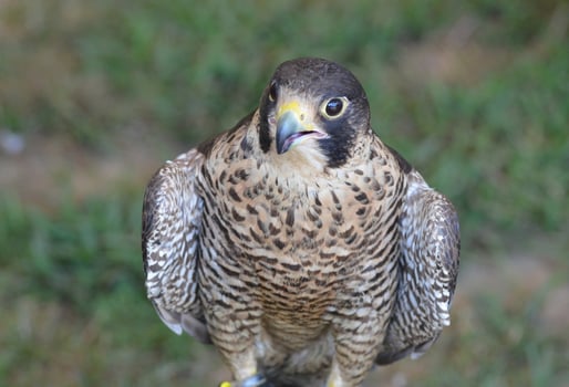 Large falcon sitting with its wings fluffed photo