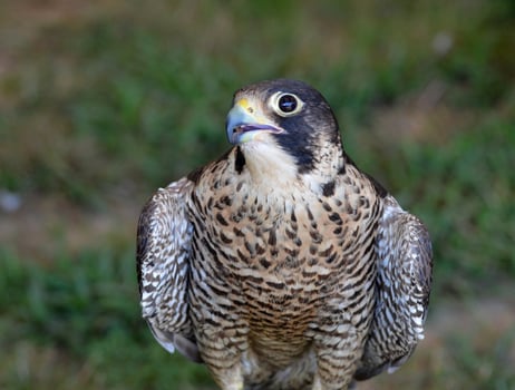 Breathtaking photo of a falcon turning its head