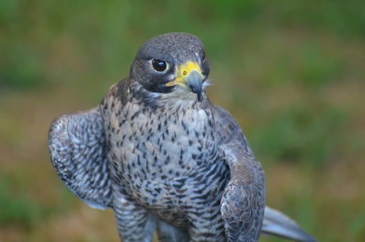 Strong bird of prey looking with a fierce look in its eyes photo
