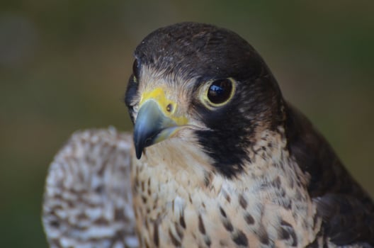 Bird watching photos of a wild falcon