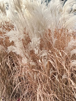 Brown and white beauty of summer photo