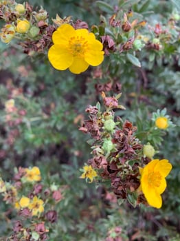 Yellow wildflower in mid summer photo