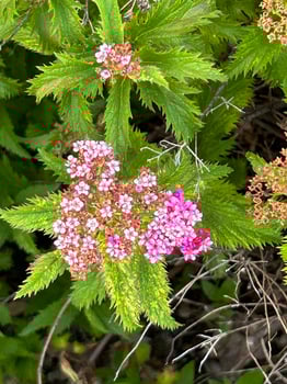 Bunch of pink flowers in summer time photo