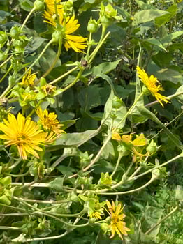 Yellow wild flowers by the lake photo
