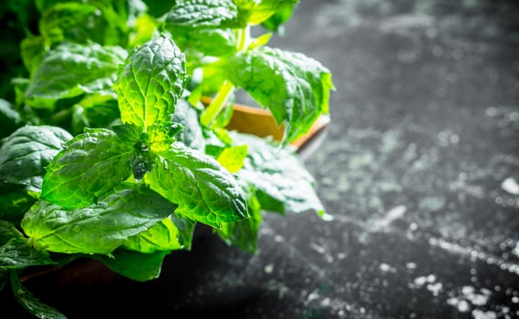Fresh green mint on the plate. photo