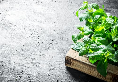 Fresh mint on wooden tray. photo