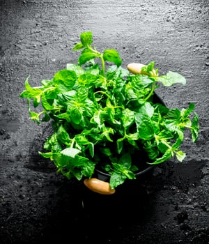 Fresh mint in a saucepan. photo