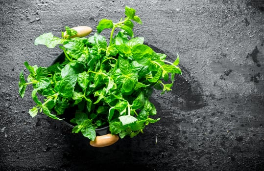 Fresh mint in a saucepan. photo