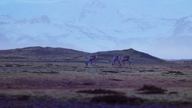 Fantastic mooses on fields in iceland, countryside wonderland with snowy mountains landscape. Nordic animals in scandinavian scenery, icelandic wildlife on roadside. Handheld shot. photo