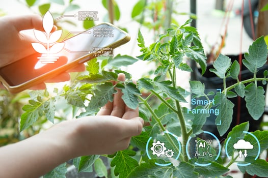 The concept of using AI and smart farming. photo