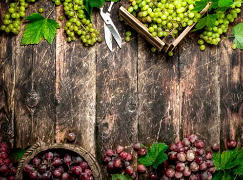 fresh harvest of grapes in boxes. photo