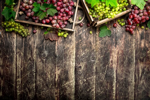 fresh harvest of grapes in boxes. photo