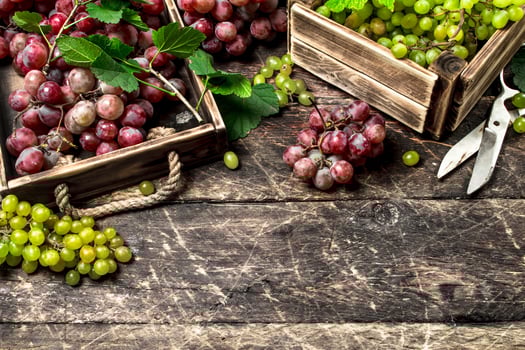 fresh harvest of grapes in boxes. photo