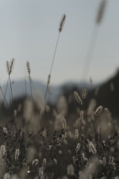 Dogtail grass in the wind photo