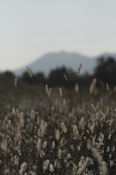 Dogtail grass in the wind photo