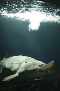 sturgeon fish swimming in the water photo