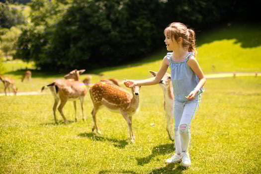 Little girl among reindeer herd on the sunny day photo