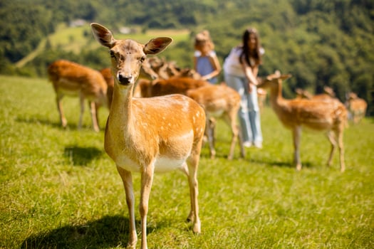 Little girls among reindeer herd on the sunny day photo