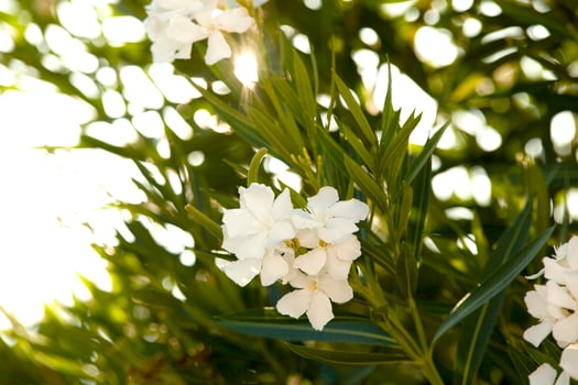 Delicate white poison oleander with green leaves with glimpses of sunlight. Summer. Montenegro. Horizontal. Photo in high quality.