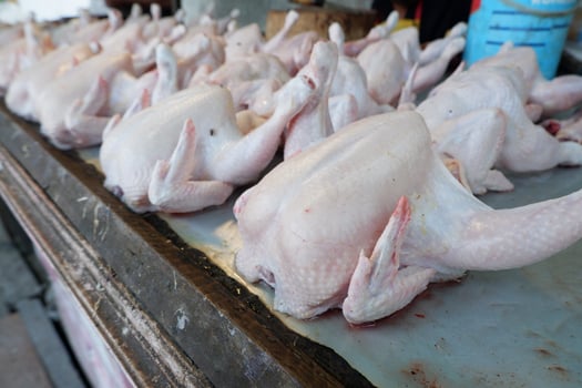 fresh broiler chickens or purebred chickens without feathers are sold in the market photo