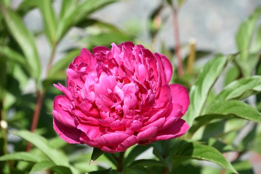 Vibrant Dark Pink Peony Flower Blossom Blooming photo