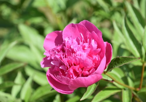 Gorgeous Hot Pink Peony Flower Blossom Blooming photo