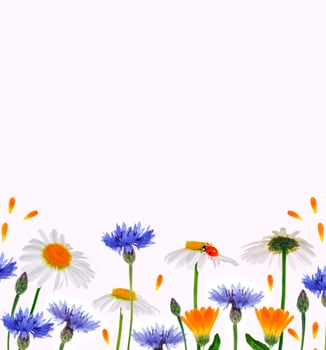 Wild flower cornflower, chamomile. Natural background. photo